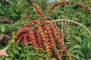 Chuvas favorecem lavouras de café e garantem bom início da safra Chuvas favorecem lavouras de café e garantem bom início da safra