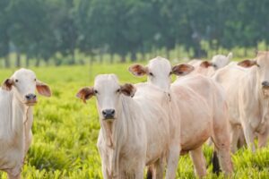 RJ e Rede ILPF assinam acordo para expansão do sistema de integração RJ e Rede ILPF assinam acordo para expansão do sistema de integração