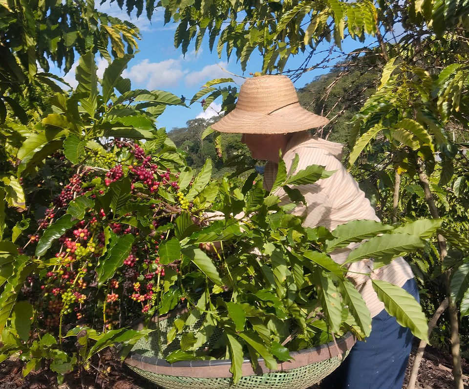 cafe_mulher_colheita