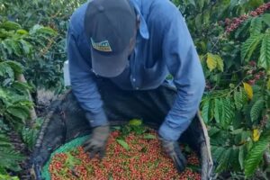 Cafeicultor capixaba mostra soluções inovadoras em feira internacional