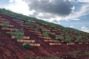 Plantas nativas do Cerrado podem recuperar barragens de mineração