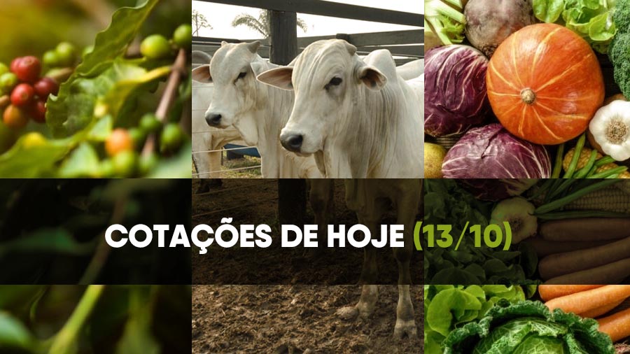 Confira as cotações do café, boi e hortifruti de 13 de outubro Confira as cotações do café, boi e hortifruti de 13 de outubro