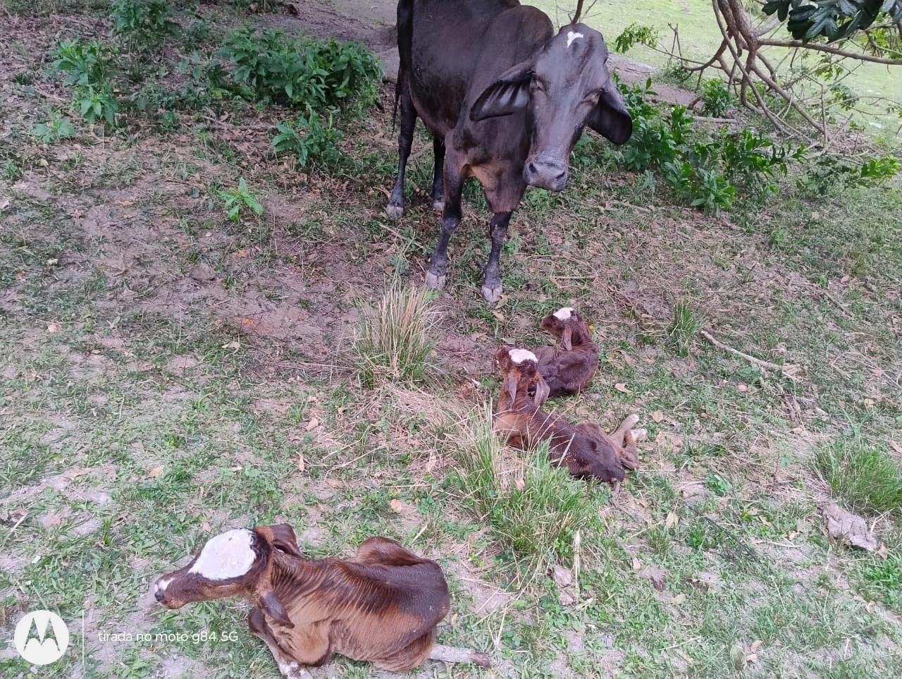 Trigêmeos! Vaca surpreende produtores rurais no Sul do Espírito Santo Trigêmeos! Vaca surpreende produtores rurais no Sul do Espírito Santo