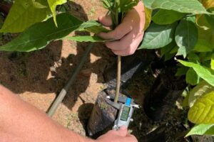 Substrato produzido no ES reduz custo de produção de mudas de cacau