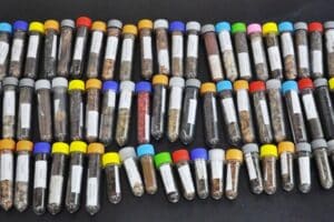 Pesquisa investe em sementes florestais para restaurar três biomas Pesquisa investe em sementes florestais para restaurar três biomas