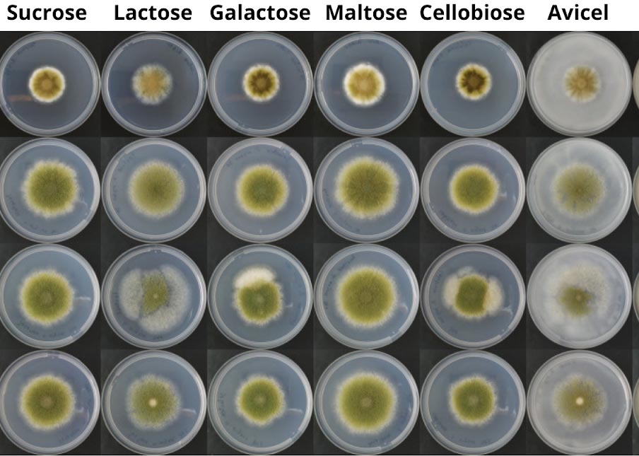 Fungos deverão ser importante fonte de proteína no futuro Fungos deverão ser importante fonte de proteína no futuro