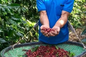 Cafés do Brasil lançam novo posicionamento com foco em ESG+T Cafés do Brasil lançam novo posicionamento com foco em ESG+T