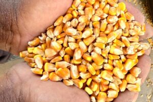 Milho mantém trajetória de alta com produtores retraídos nas vendas Milho mantém trajetória de alta com produtores retraídos nas vendas