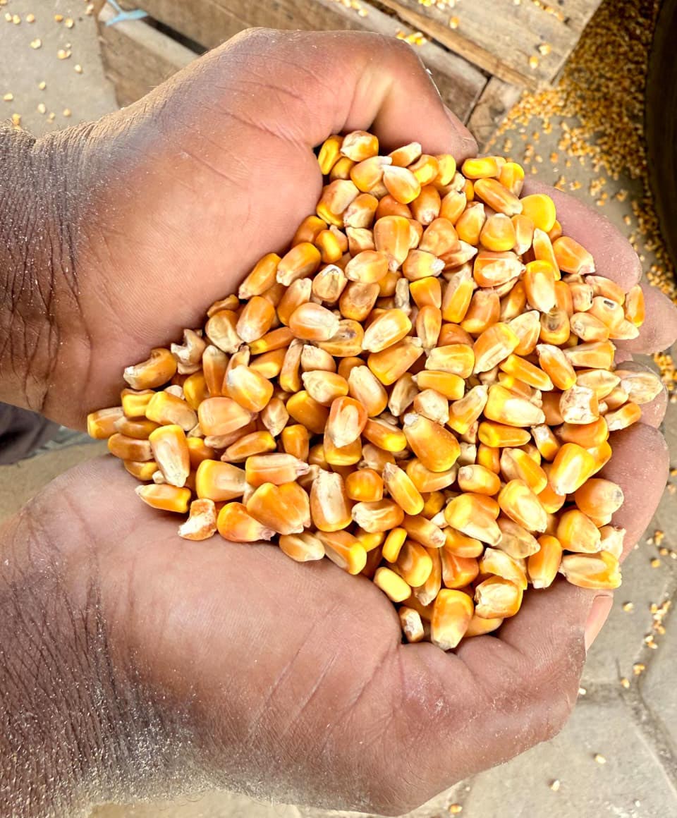 Milho mantém trajetória de alta com produtores retraídos nas vendas Milho mantém trajetória de alta com produtores retraídos nas vendas