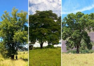 Árvores em sistemas de pastagem