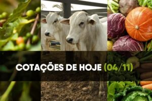 Confira as cotações do café, boi e hortifruti de 04 de novembro Confira as cotações do café, boi e hortifruti de 04 de novembro