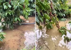 Chuva Vietnã canéfora