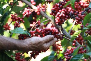 Capixaba vai representar cafeicultures da AL e Caribe na COP30 Capixaba vai representar cafeicultures da AL e Caribe na COP30