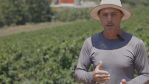 Cultivares café arábica