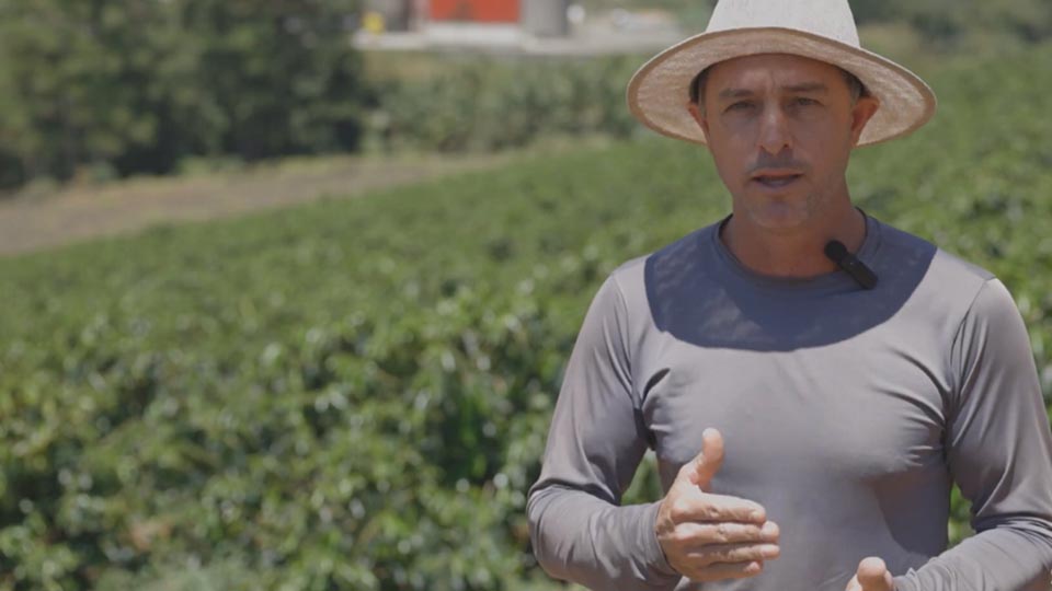 Cultivares café arábica