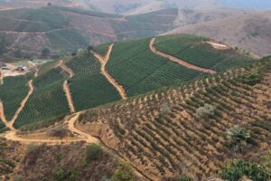 Irrigação dobra produtividade em lavoura de arábica em Brejetuba Irrigação dobra produtividade em lavoura de arábica em Brejetuba