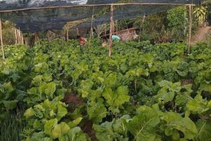 Após projeto, agroecologia avança em oito municípios capixabas Após projeto, agroecologia avança em oito municípios capixabas
