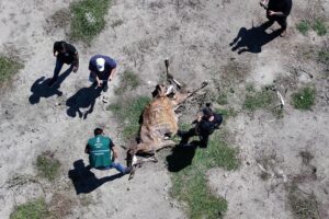 Força-tarefa flagra abate ilegal e crime ambiental no Espírito Santo Força-tarefa flagra abate ilegal e crime ambiental no Espírito Santo