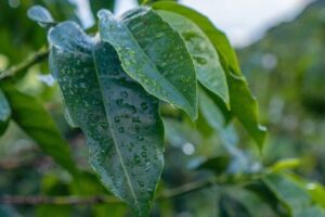 Chuva, frio, calor? Saiba como ficará o clima em novembro Chuva, frio, calor? Saiba como ficará o clima em novembro