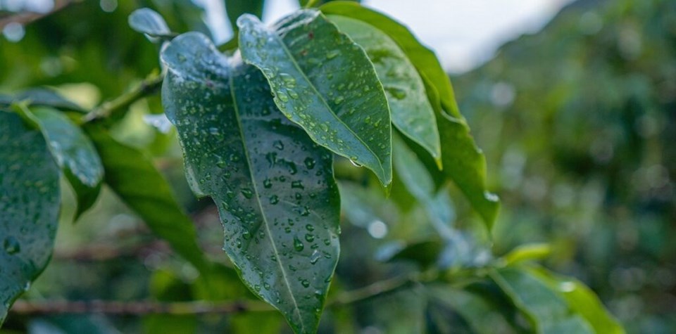 Chuva, frio, calor? Saiba como ficará o clima em novembro Chuva, frio, calor? Saiba como ficará o clima em novembro