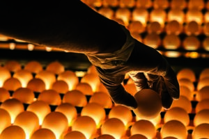 Santa Maria de Jetibá sedia Encontro da Avicultura Capixaba