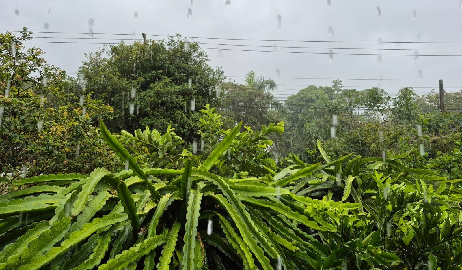 Chuva no ES temporal
