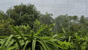 Chuvas Espírito Santo