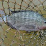 Incaper_tilapia