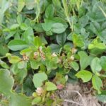 Planta medicinal periquito-da-praia