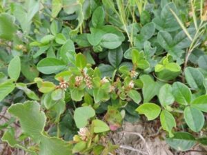 Planta medicinal periquito-da-praia