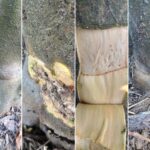 Subenxertia laranjas