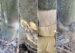 Subenxertia laranjas