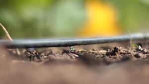 irrigação-mangueira