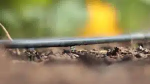 irrigação-mangueira