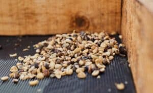 café torrado-irregular