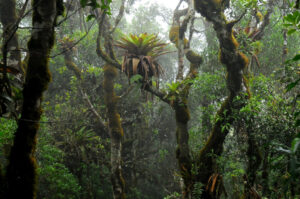 Bromélia no alto de árvore no Núcleo Santa Virgínia, Parque Estadual da Serra do Mar: água acumulada em seus tanques concentra nutrientes que fertilizam as manchas de solo abaixo dessas plantas durante eventos de chuva (foto: Rafael S. Oliveira/IB-Unicamp)