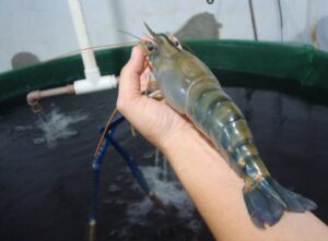 Camarão-gigante-da-Malásia. Foto Reprodução Redes Sociais