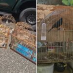 aves extinção Espírito Santo