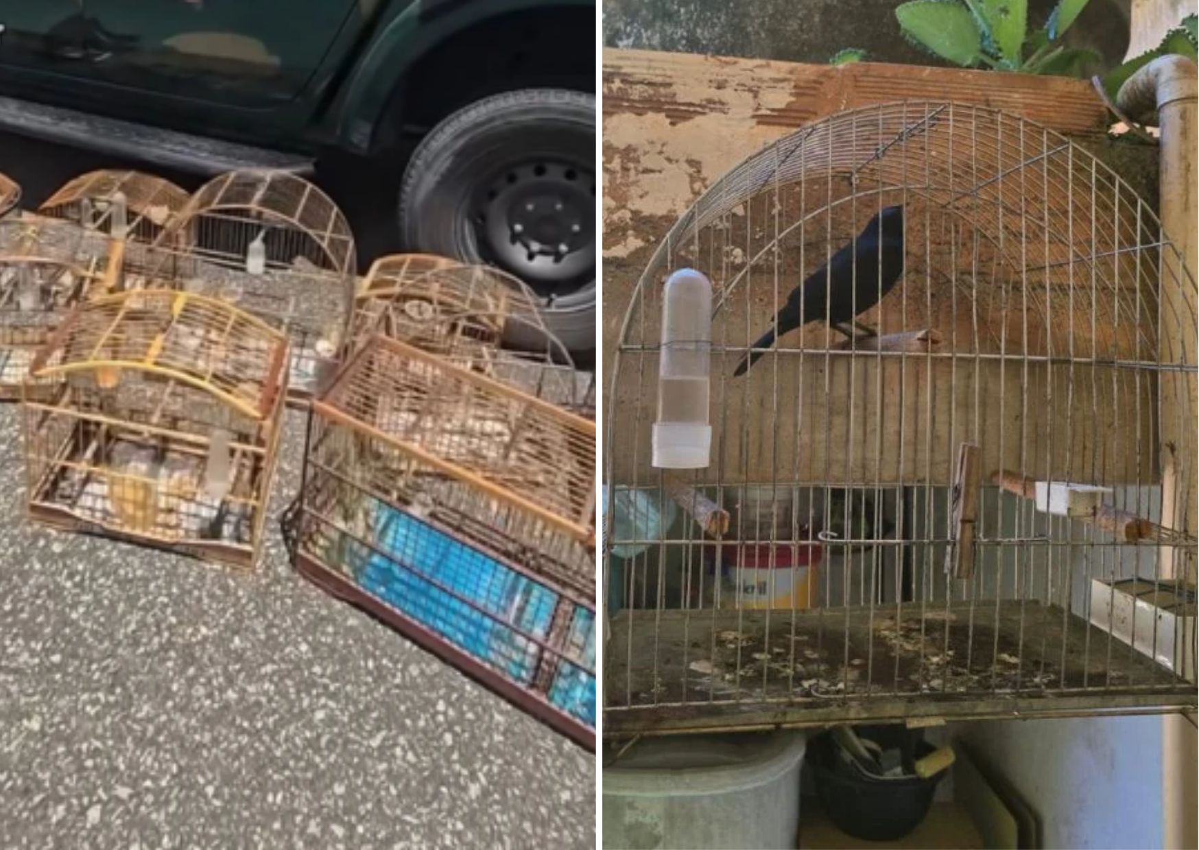 aves extinção Espírito Santo