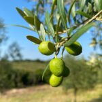 oliva-azeitona