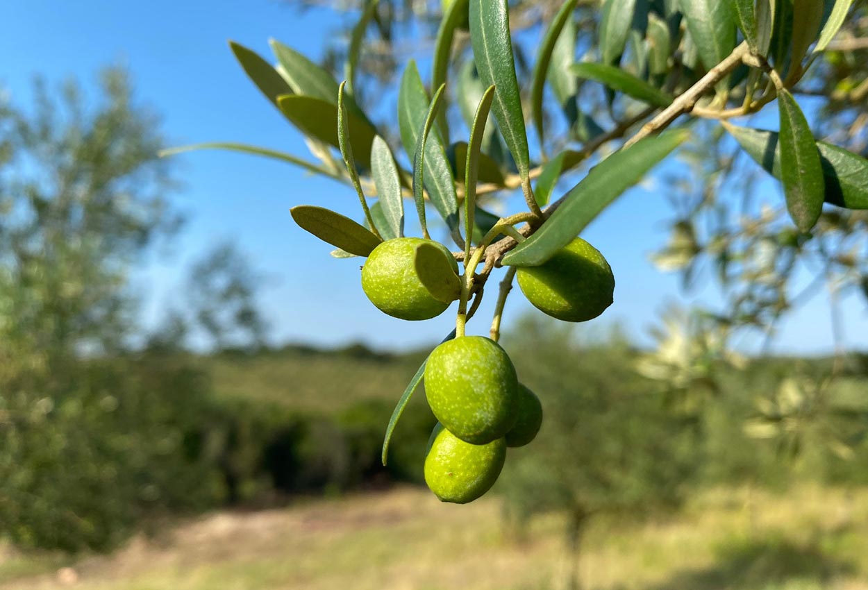 oliva-azeitona