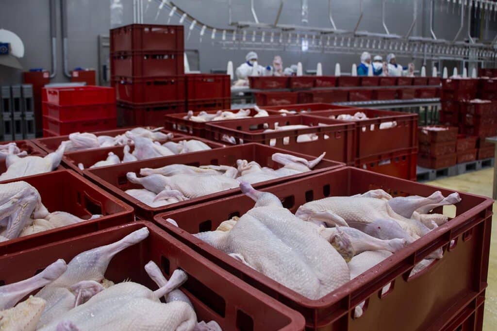 frango-carne de frango-