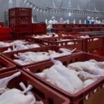 frango-carne de frango-