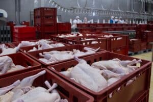 frango-carne de frango-