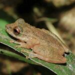 nova espécie de perereca