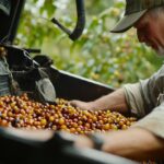 produtor rural-colheita de café