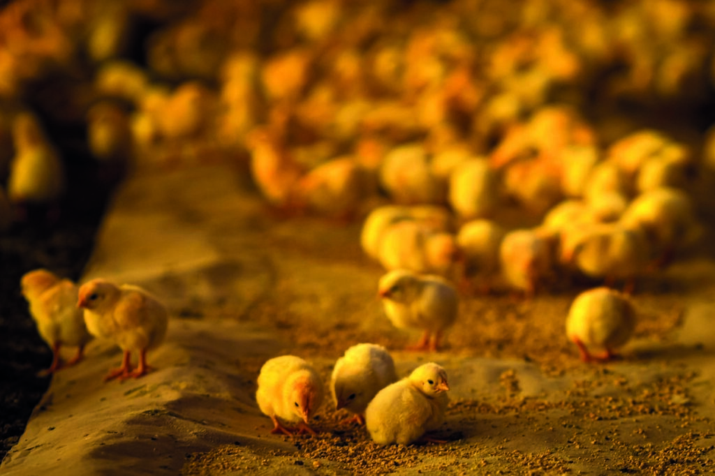 pintinhos-produção animal-aves