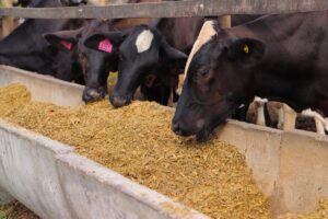 silagem-vacas