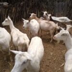 Cabras