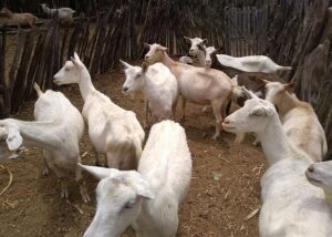 Cabras